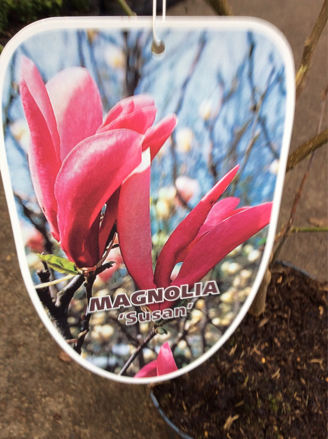 Magnolia “Susan”Upright hardy deep pink to purple vase like flowers. Upright Strong grower Bushy pot grown plants