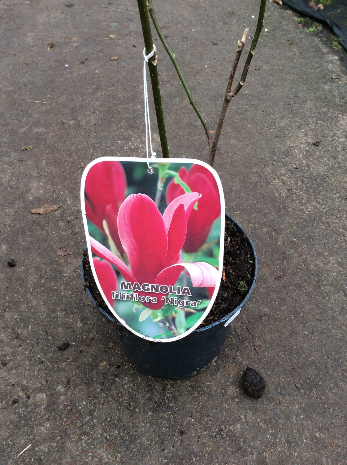 Magnolia lilliflora &#39;Nigra&#39; Black lily Magnolia.Fragrant Large vase like Flowers