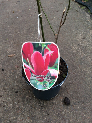 Magnolia lilliflora &#39;Nigra&#39; Black lily Magnolia.Fragrant Large vase like Flowers