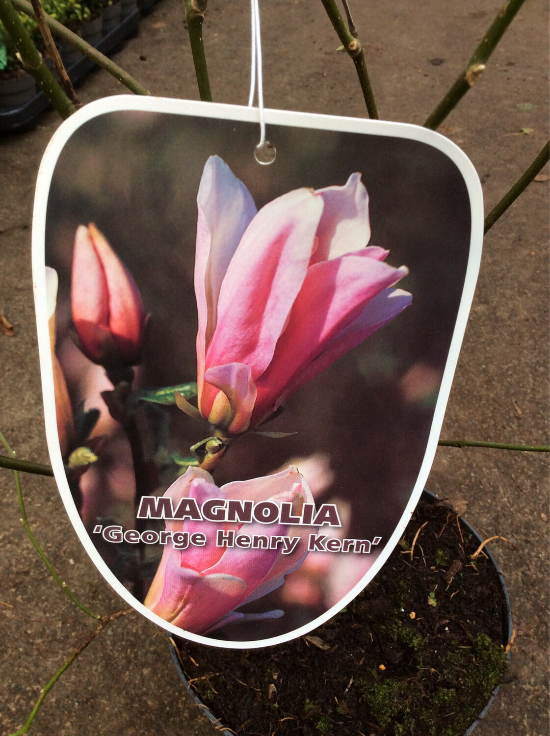 Magnolia &#39;George Henry Kern&#39;