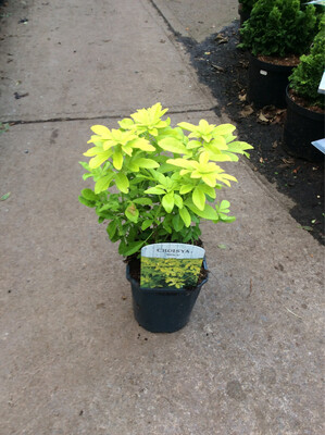 Choisya Brica Golden Mexican Orange Blossom…evergreen shrub With bright golden foliage and white fragrant flowers. Good in pots or beds.