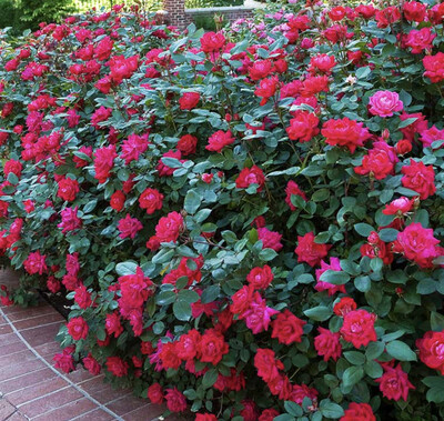 KNOCKOUT ROSES RED  knockout roses flower from June Until October and do not suffer from blackspot...no spraying Good In Pots or beds