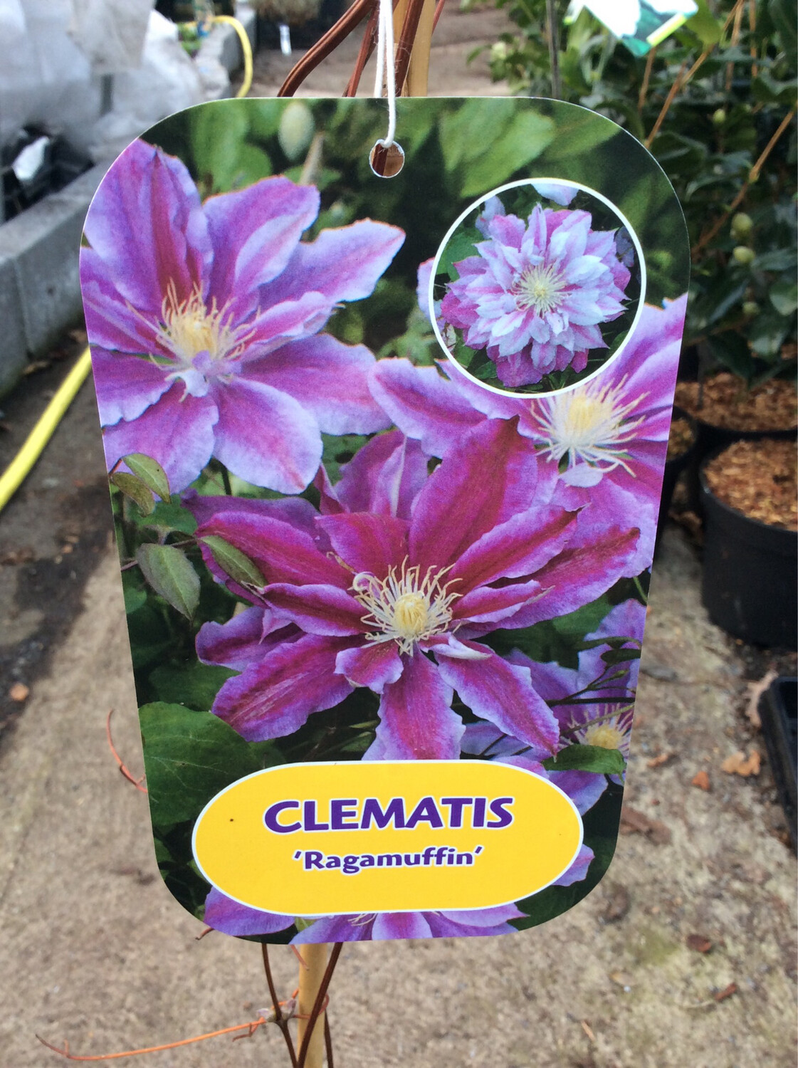 Clematis Ragamuffin 