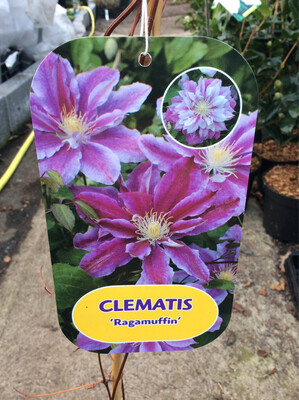 Clematis Ragamuffin 