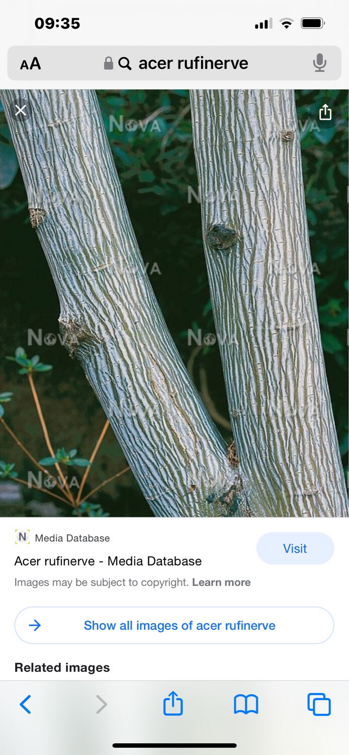 Snake Bark Maple ,multi stemmed tree with colourful bark ,pink /green /cream . Stunning autumn foliage.Can be pruned to size