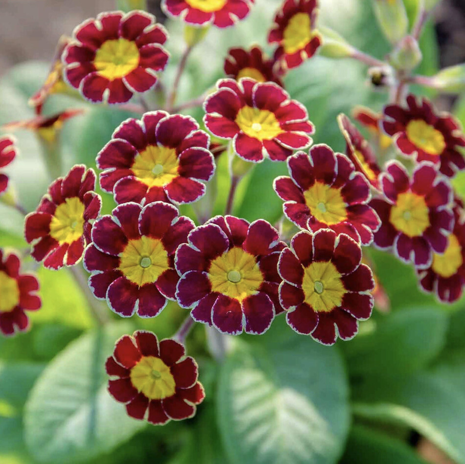 5 Primula Victoriana Red