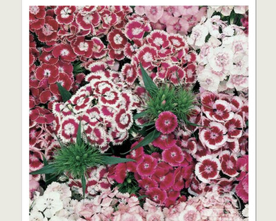Sweet William Dwarf Indian Carpet. For pots ,beds ,rockery (Pot luck on colour)