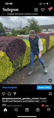 Small Leaf Purple Leaf Berberis Pot Grown for hedging  Strong Bushy Plants Buy 10 Plants Get One Free !