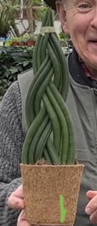 Sanseveria/Sansevieria Braided African Spear Plait in Coco Pot (Large)