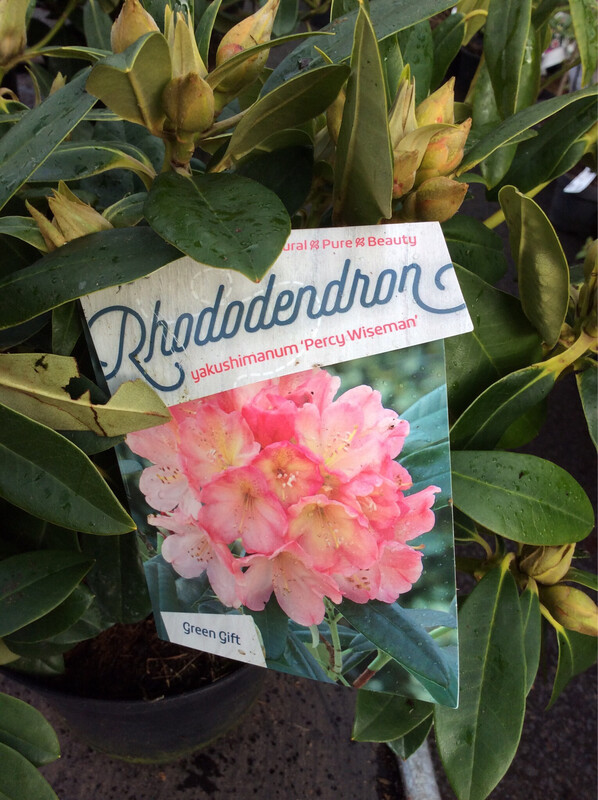 Rhododendron ‘Percy Wiseman’ early spring flower clusters of peach and cream bells turn white in May .Good in pots or beds.