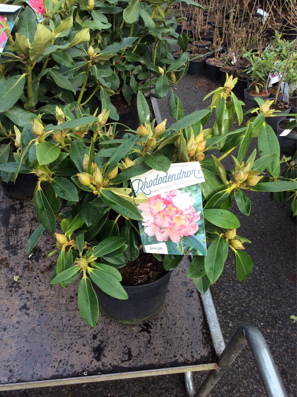 Rhododendron ‘Percy Wiseman’ early spring flower clusters of peach and cream bells turn white in May .Good in pots or beds.