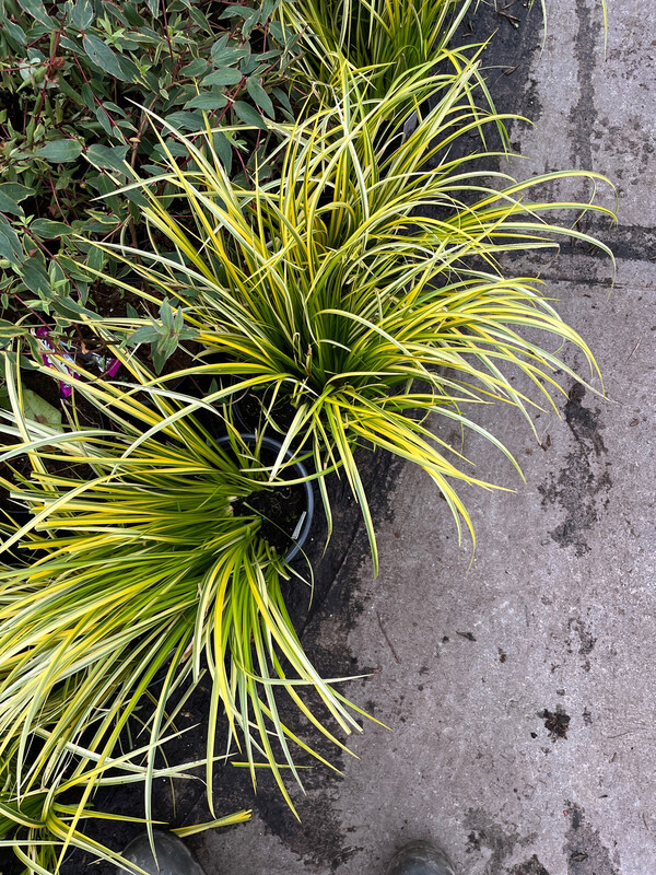 Golden Acorus Grass ,evergreen and winter hardy. Good bed edge or group planting Good in pots Height 30-40 Cm