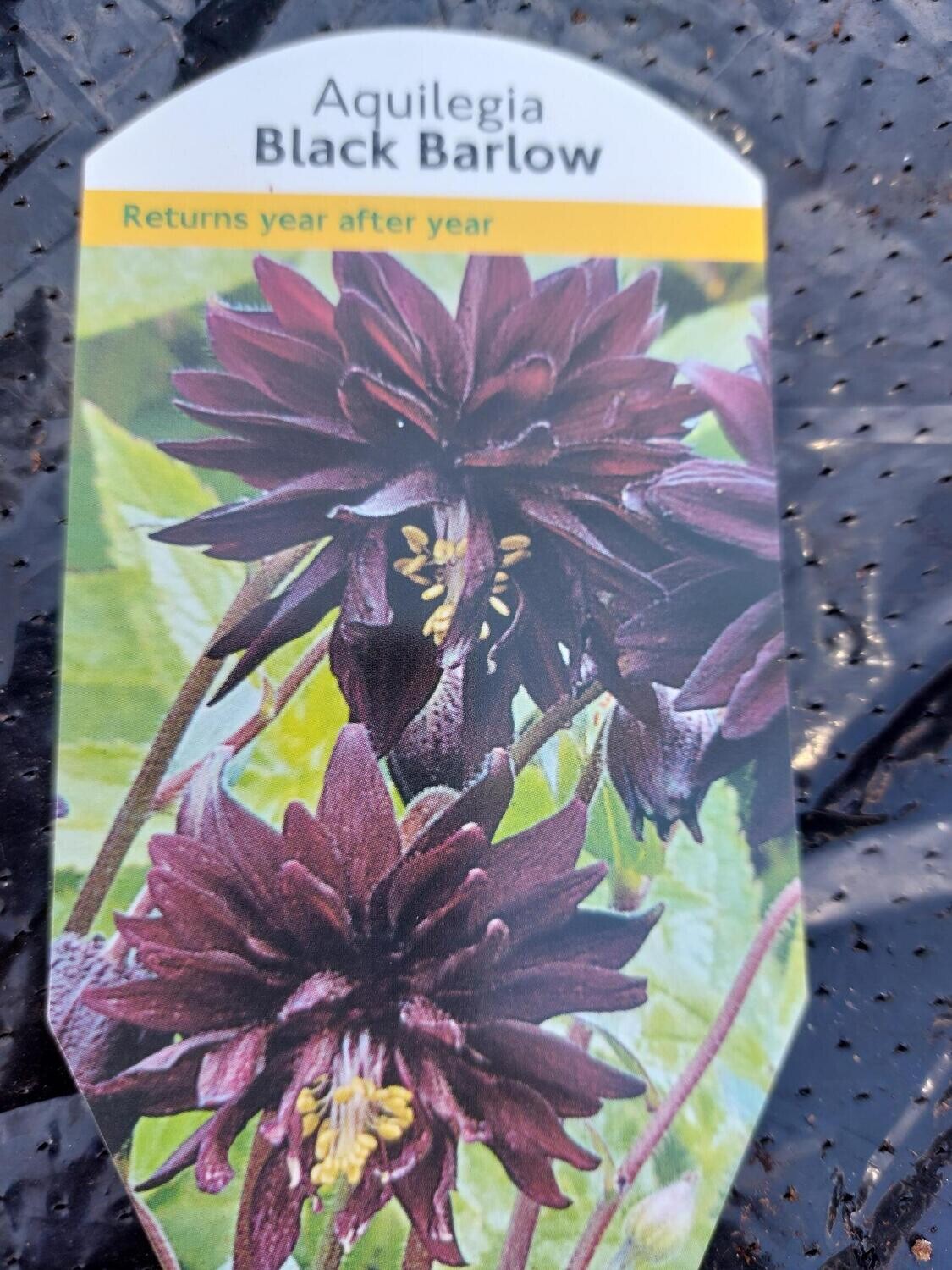 Aquilegia BLACK BARLOW Hardy Grannies Bonnet ,Months of flowers,lasts for years 