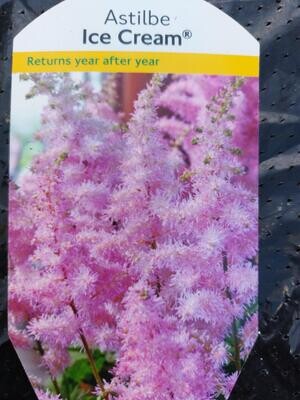 ASTILBE -Ice Cream Hardy Perennial with months of pink plumes 