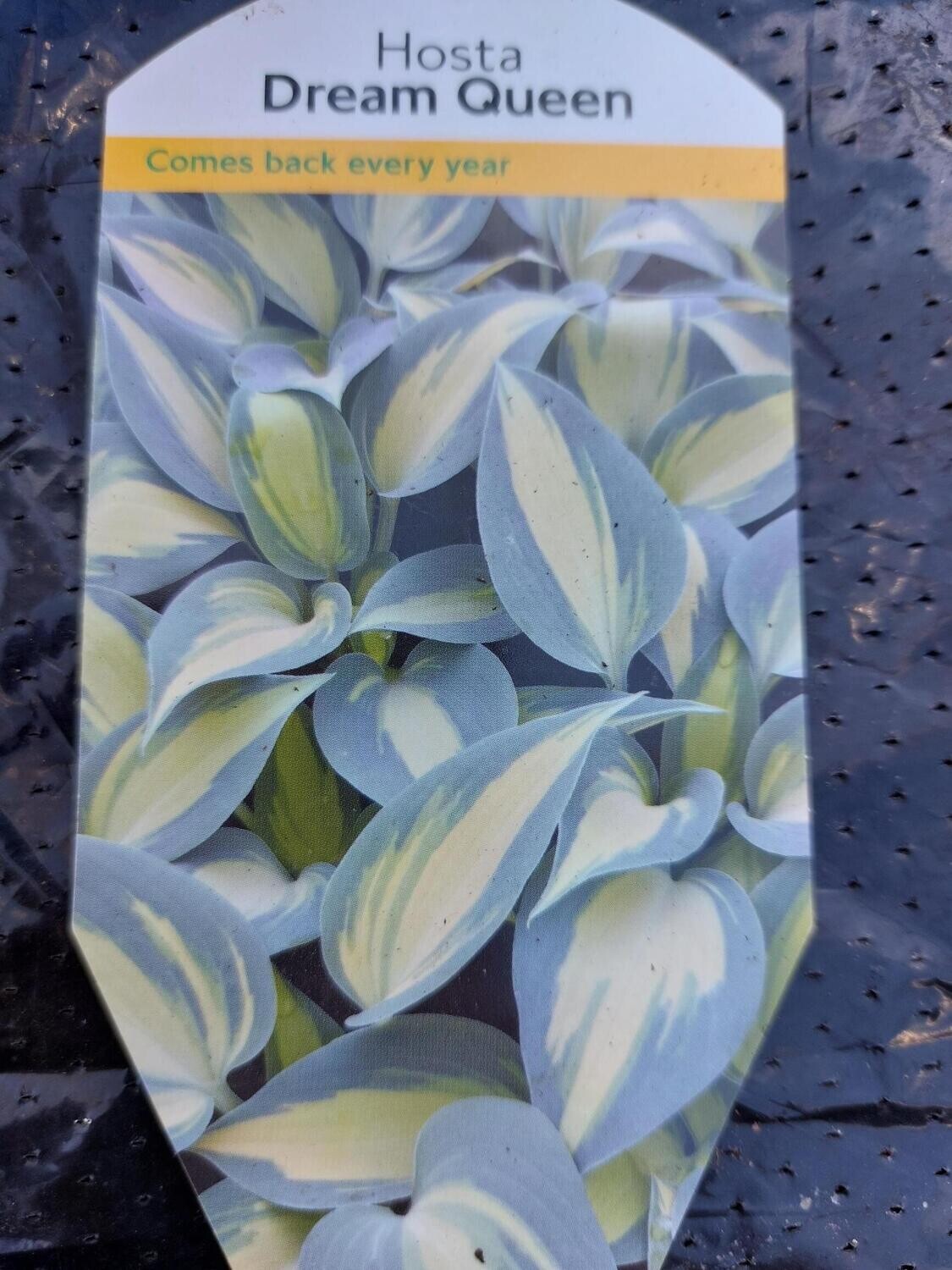 HOSTA- Dream Queen colourful foliage ,Loves shade . Good In pots or beds 