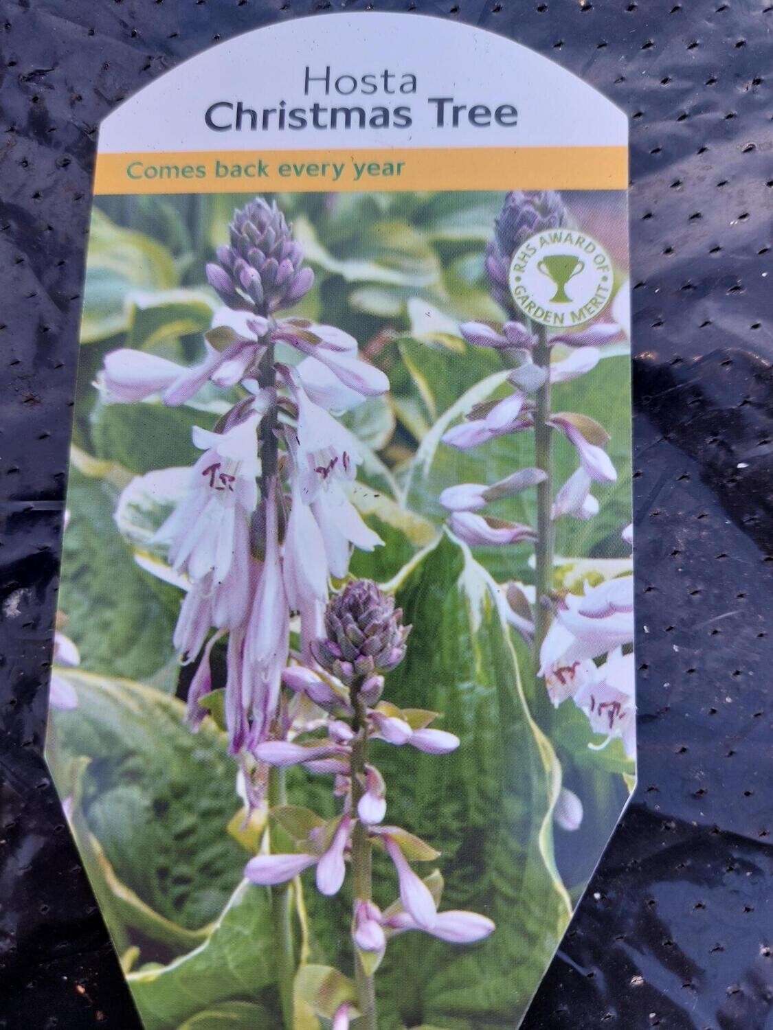 HOSTA - Christmas Tree