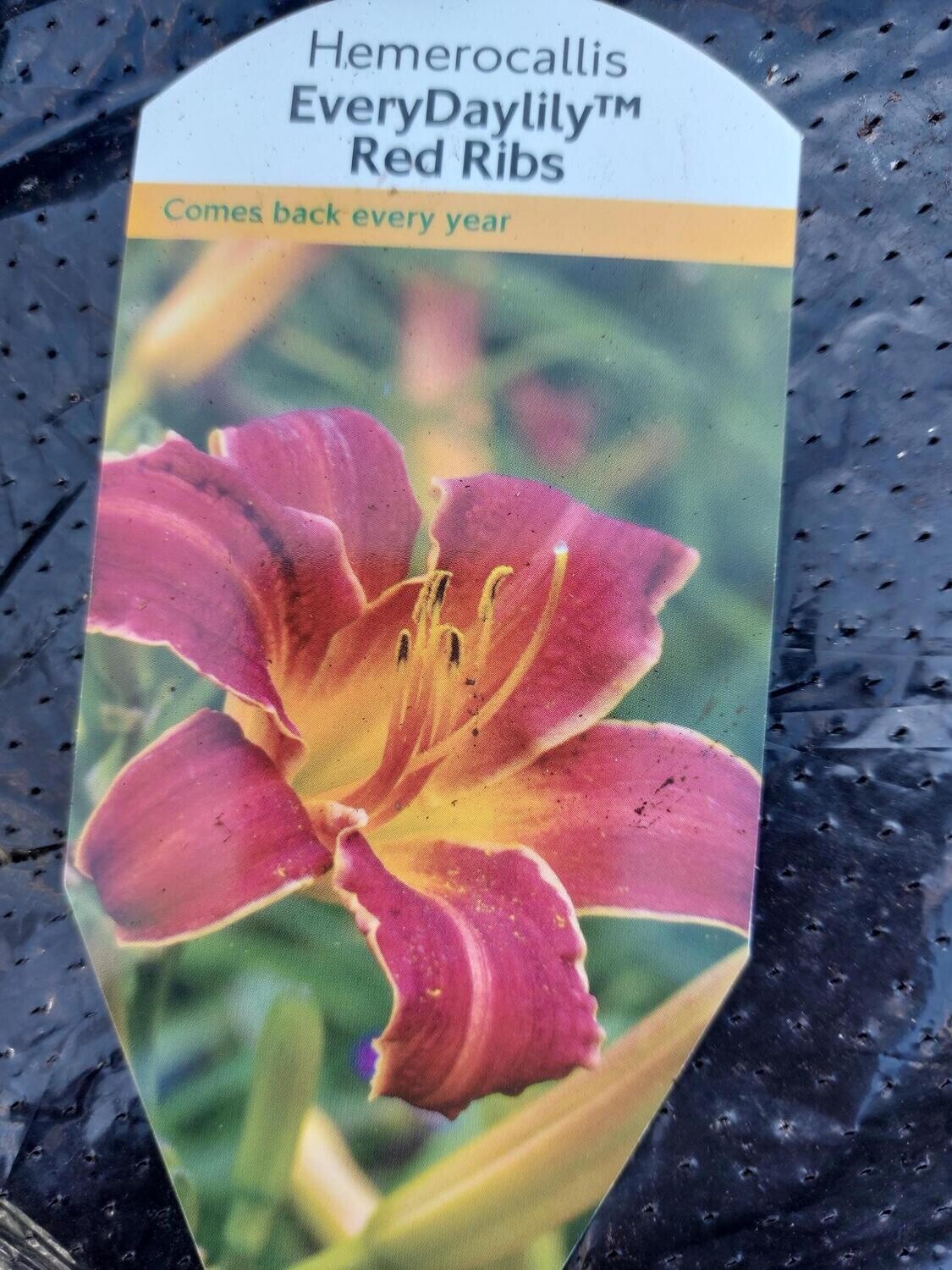 HEMEROCALLIS - Red Ribs
