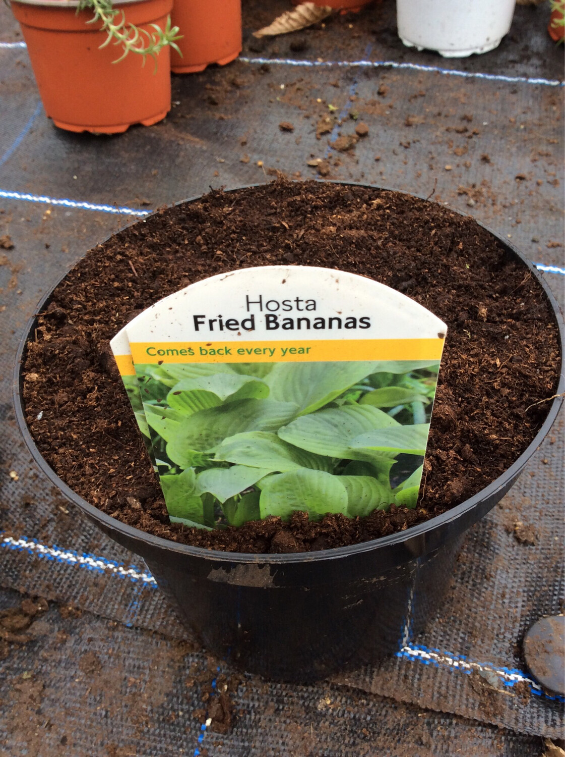 Hosta Fried Bananas
