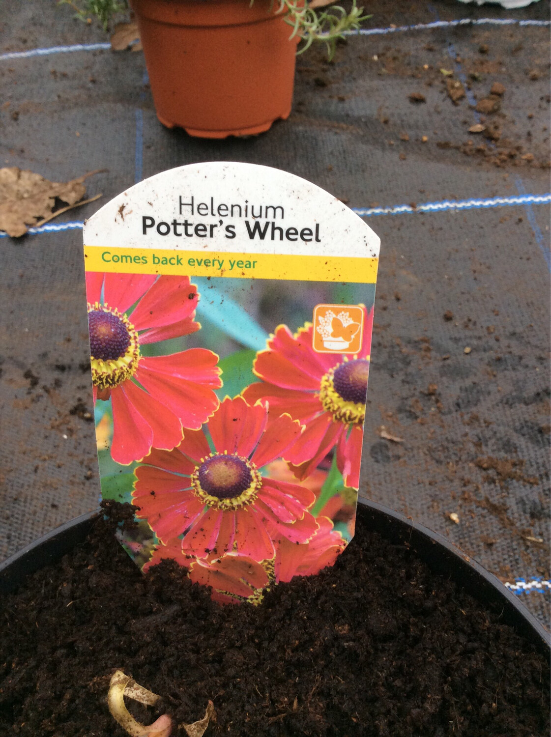 Helenium Potter’s Wheel