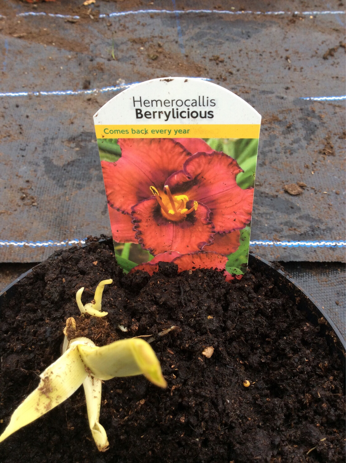 Hemerocallis Berrylicious NEW DAYLILY “BERRYLICIOUS “ flowers for months and lasts for years. Happy in sun not half shade and totally winter hardy l