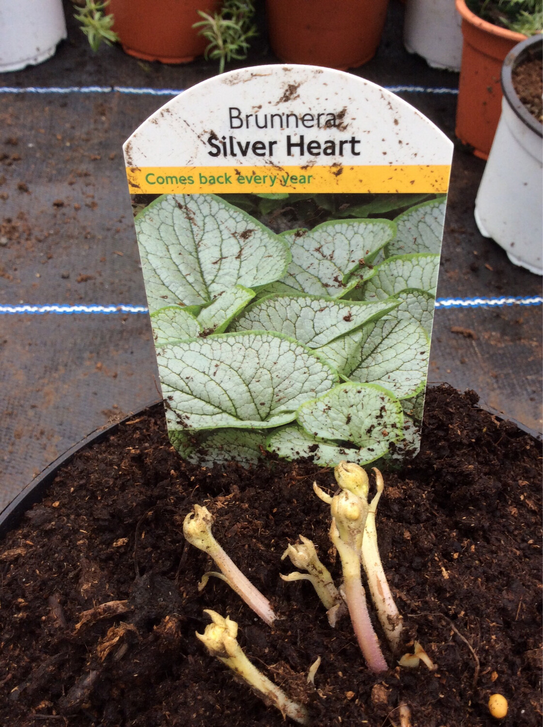 Brunnera Silver Heart