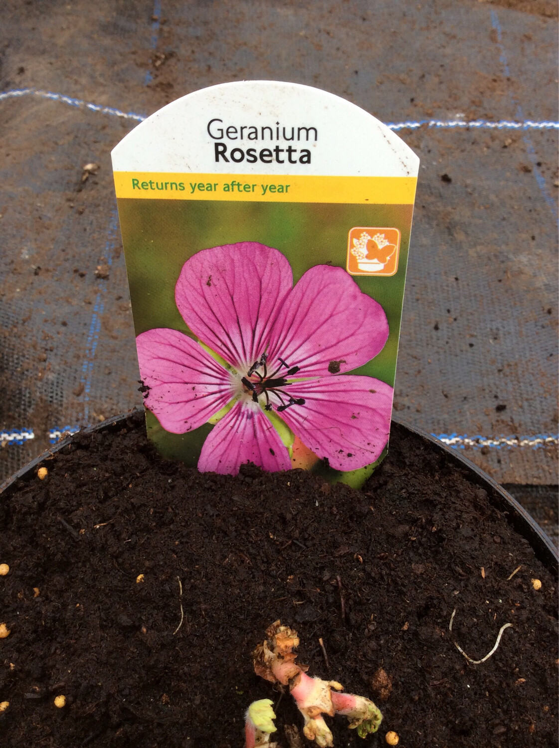Geranium Rosetta Flowers for months ,winter hardy and lasts for years 