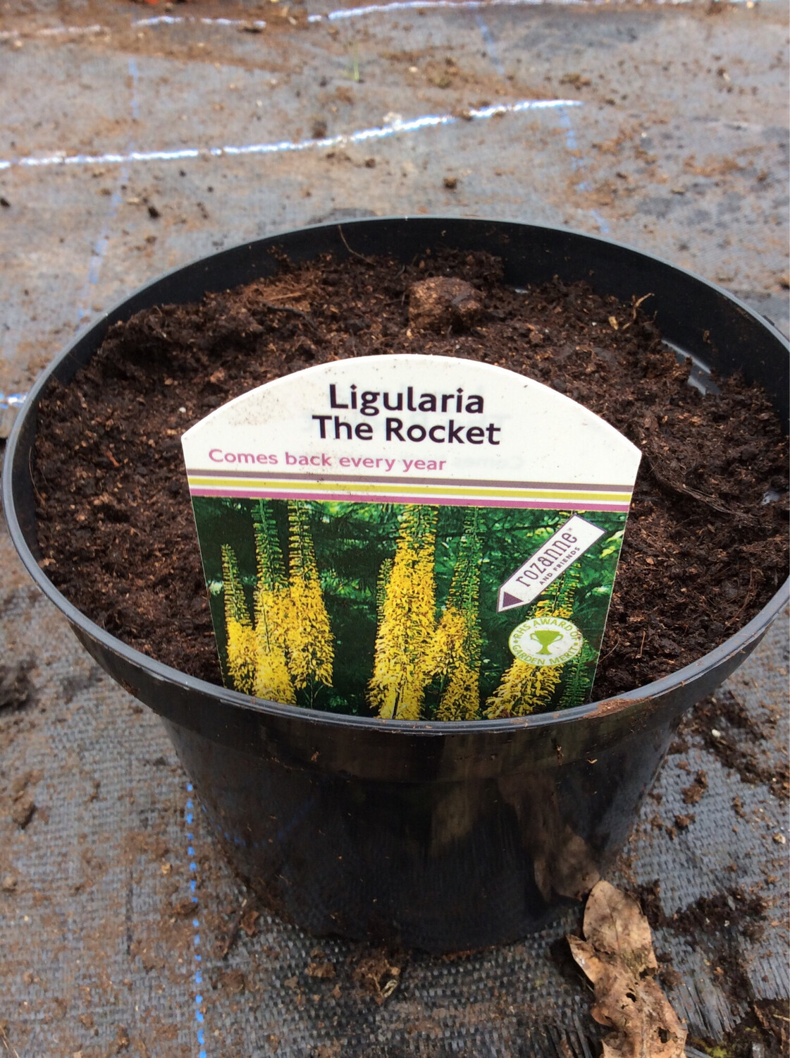 Ligularia The Rocket (plants pruned back before delivery to help them establish)..a hardy perennial that produces large, , jagged-edged green leaves with bright-yellow flowers on tall spires .