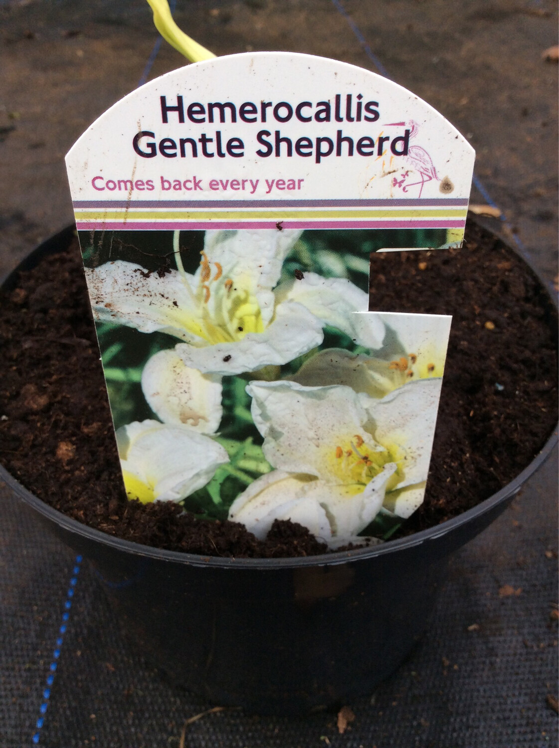 Hemerocallis Gentle Shepherd