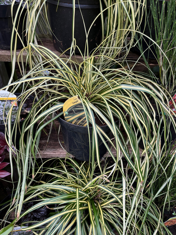 Carex Evergold (Medium size)evergreen ornamental grass ,for pots ,beds ,rockeries