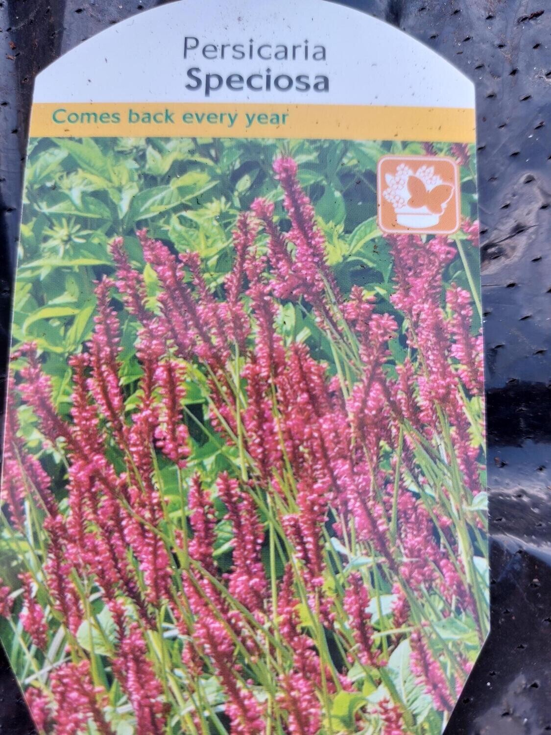 PERSICARIA - Speciosa flowers non stop from May until October winter hardy and lasts for years. Colourful red flower spikes.
