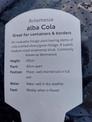 ARTEMESIA - alba Cola Cola scented Silver Green foliage …helps to deter flies and Mice 🐭 Thrives on neglect
