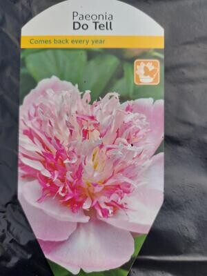 Paeonia &#39;Do Tell&#39; Summer Flowering ..large double flowers in a mix of pink shades ,red and cream
