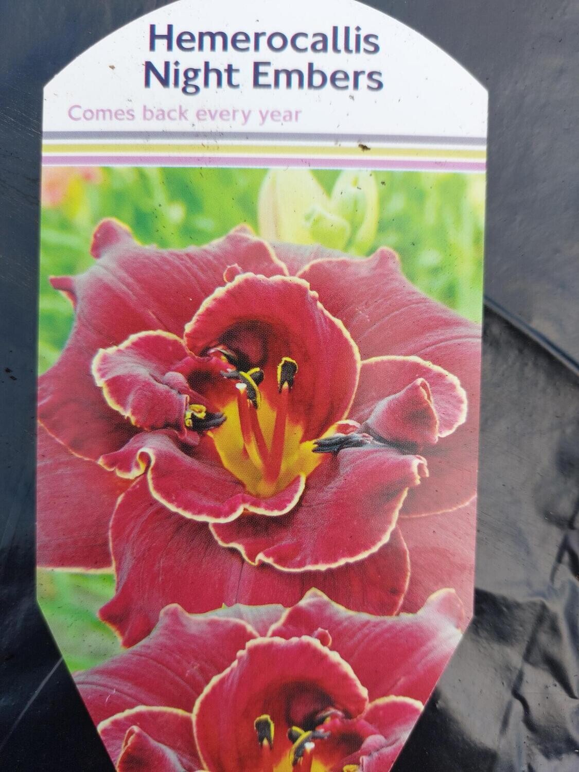 HEMEROCALLIS - Night Embers