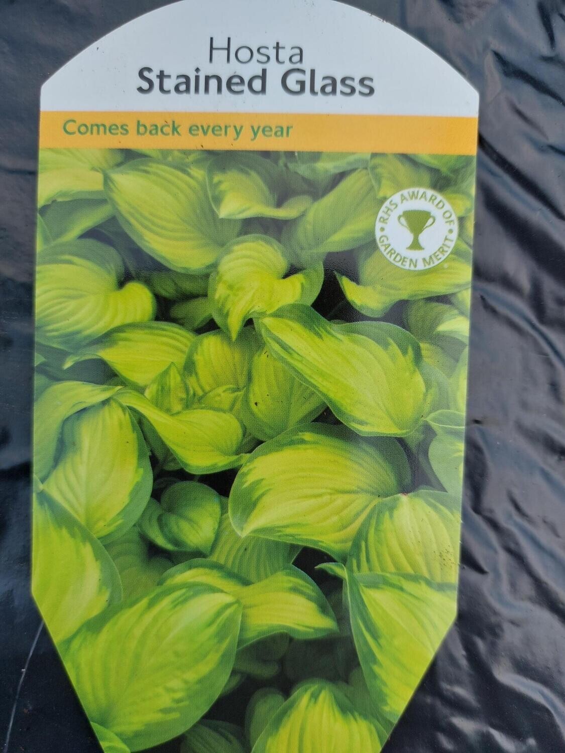 HOSTA - Stained Glass Colourful foliage and fragrant white flowers Good in pots or beds .
