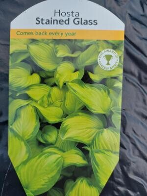 HOSTA - Stained Glass Colourful foliage and fragrant white flowers Good in pots or beds .