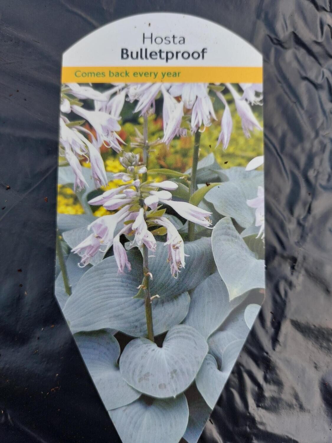 HOSTA- Bulletproof