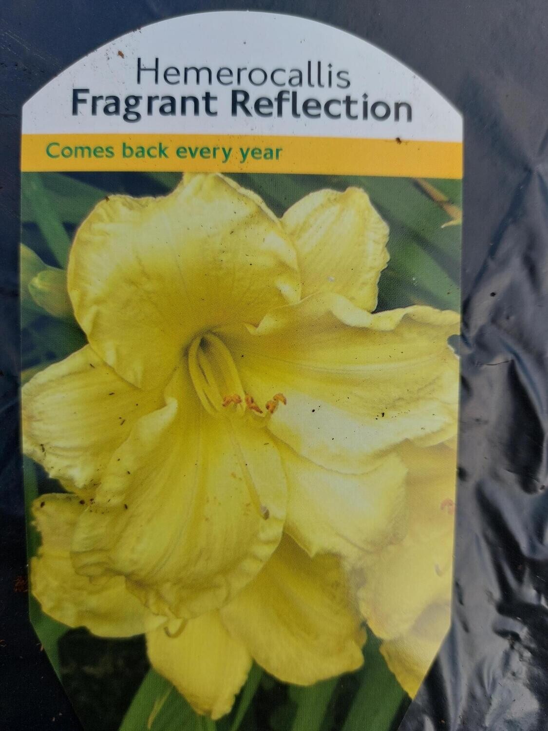 HEMEROCALLIS - Fragrant Reflection