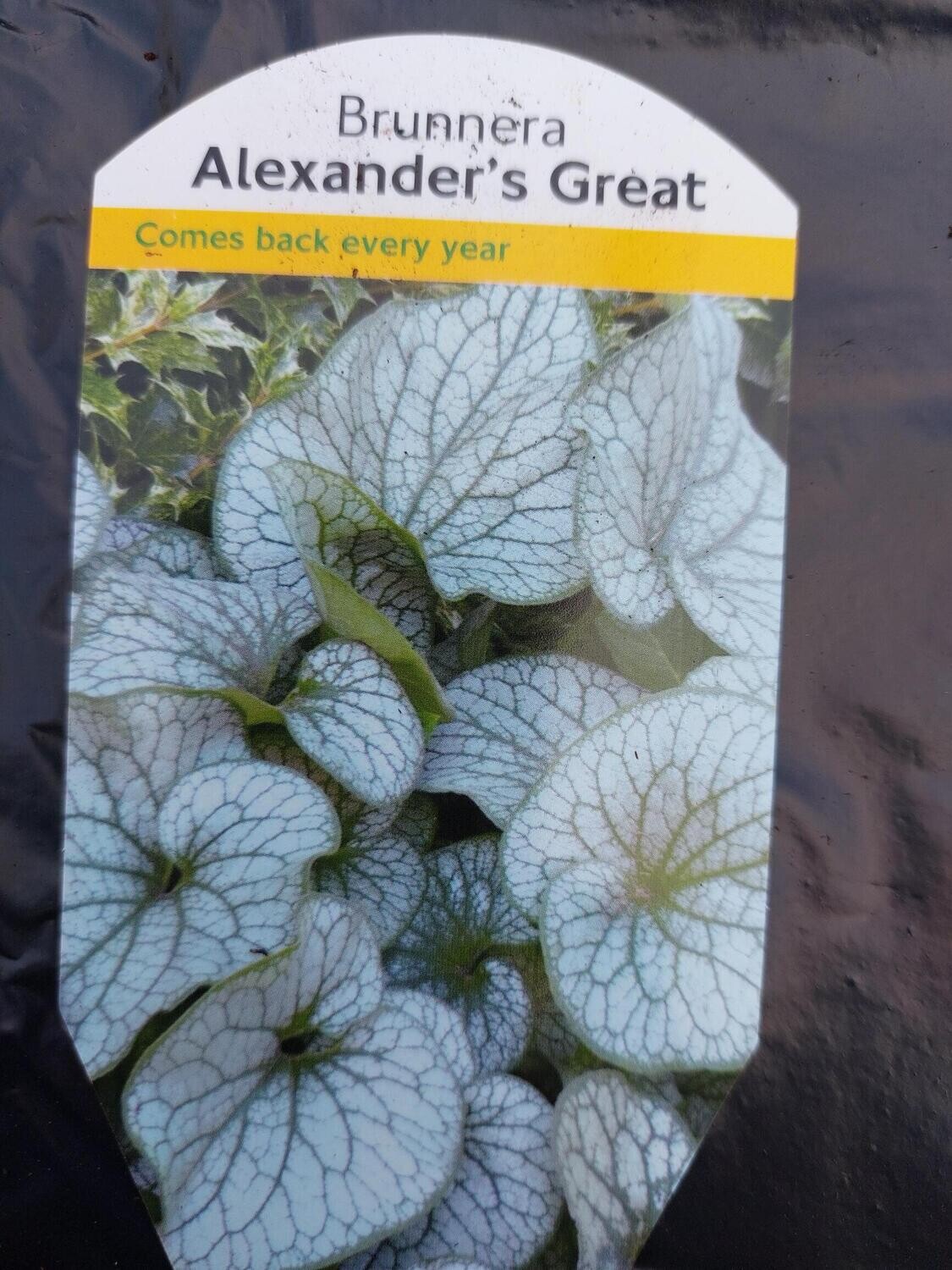 BRUNNERA - Alexander Great