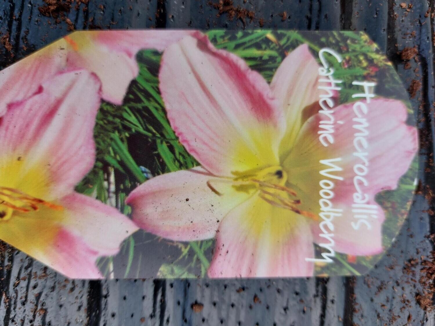 HEMEROCALLIS - Catherine Woodbury Flowers For Months/Lasts For Years 