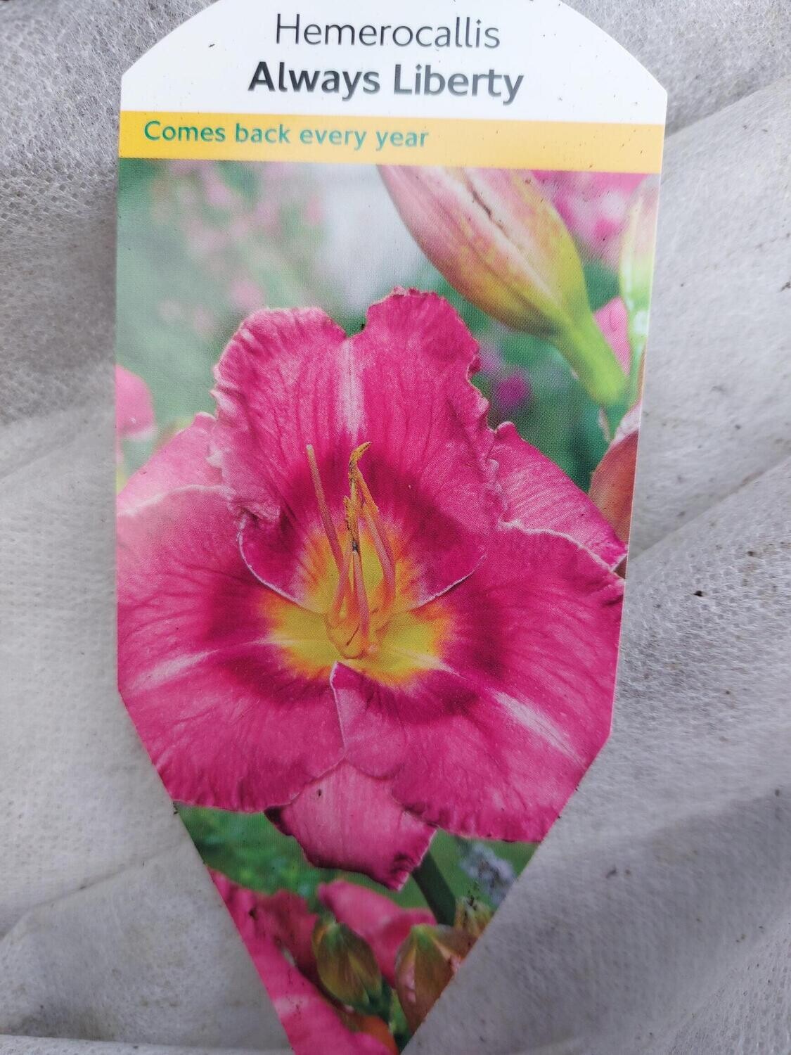 HEMEROCALLIS - Always Liberty