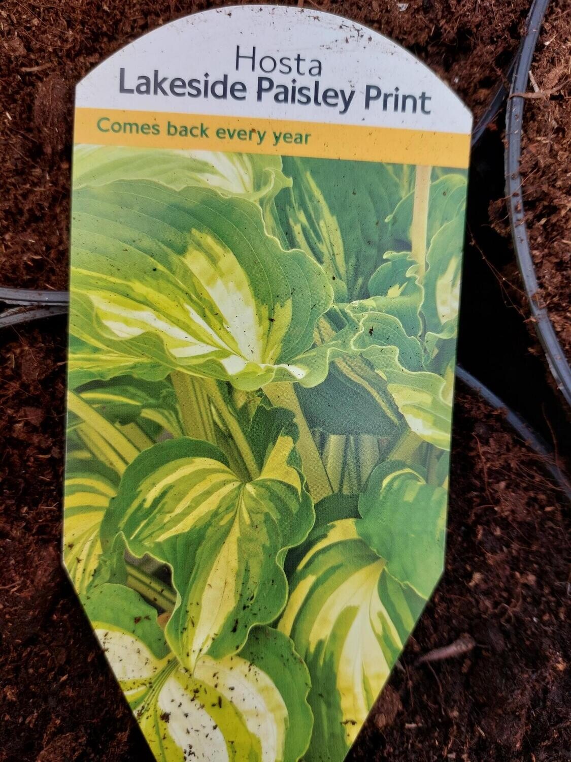 HOSTA- Lakeside Paisley Print