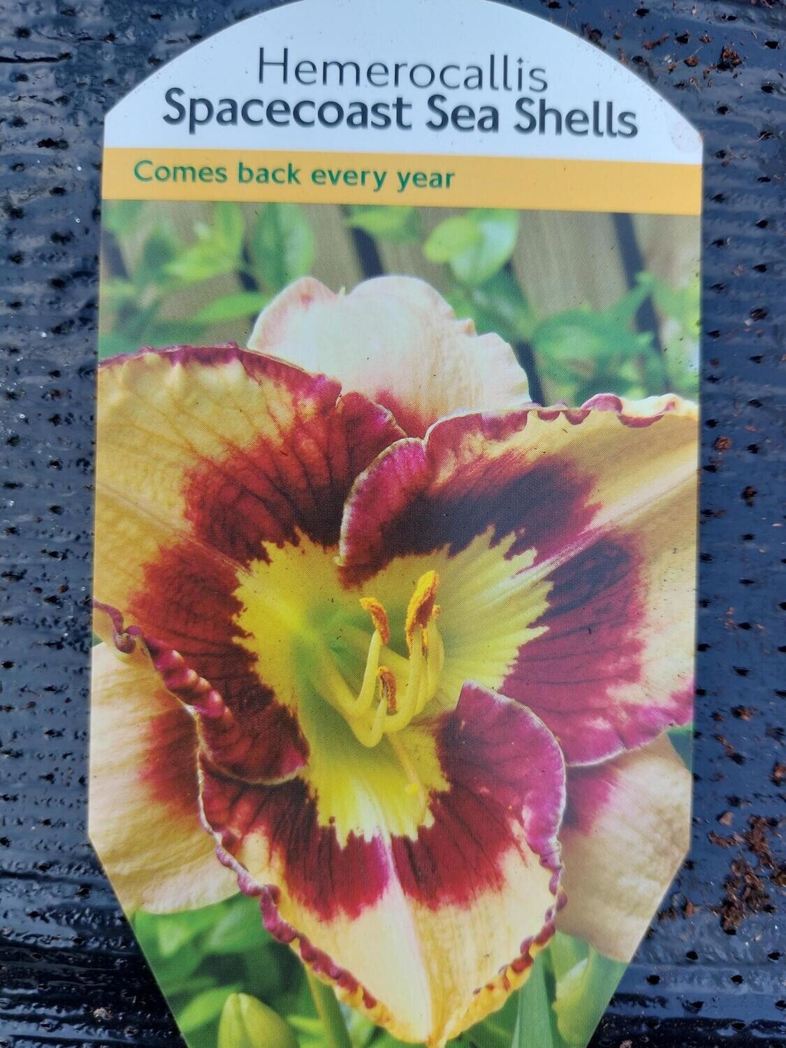 HEMEROCALLIS- Sea Shells