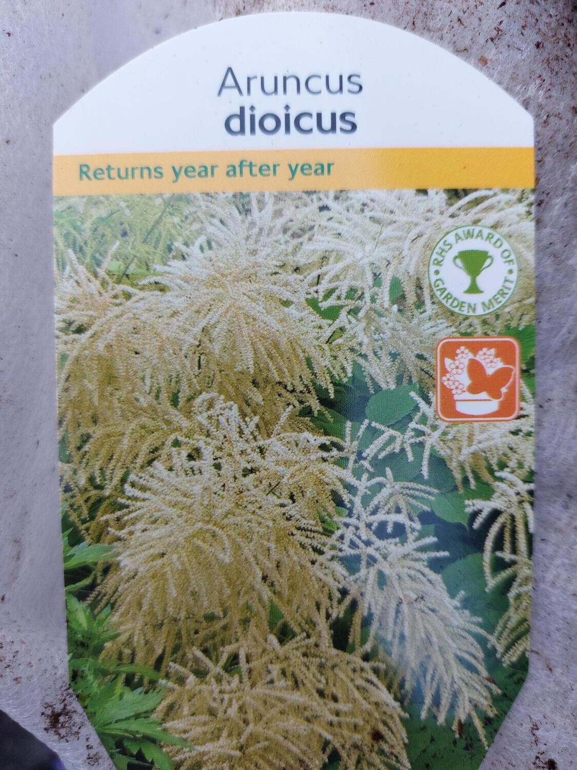 ARUNCUS - dioicus