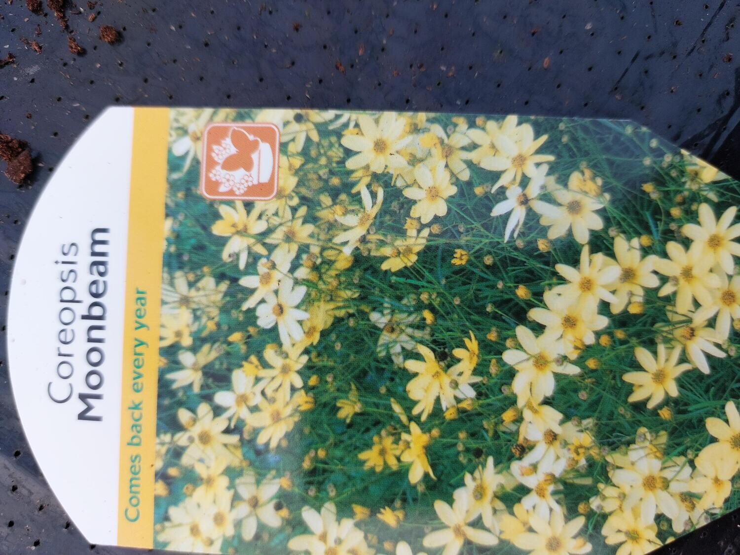 COREOPSIS - Moonbeam Flowers for months with yellow daisy like flowers for months.Winter Hardy and lasts for years.