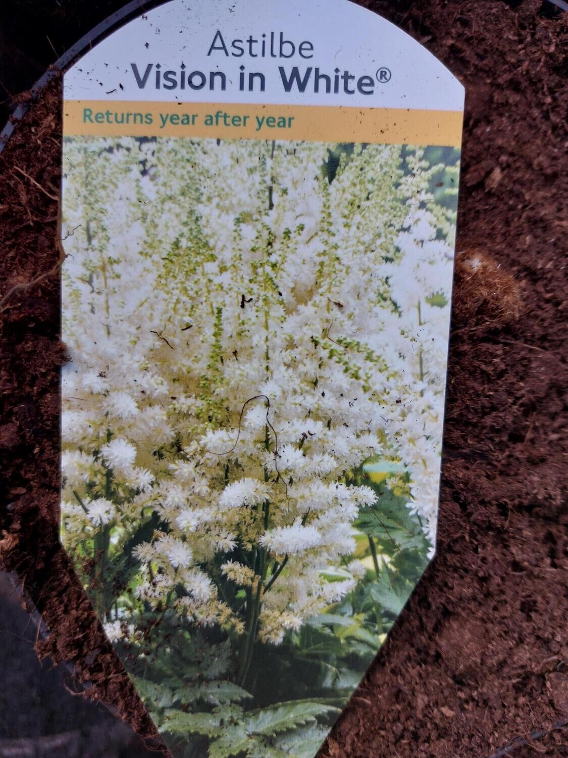 ASTILBE - Vision in White