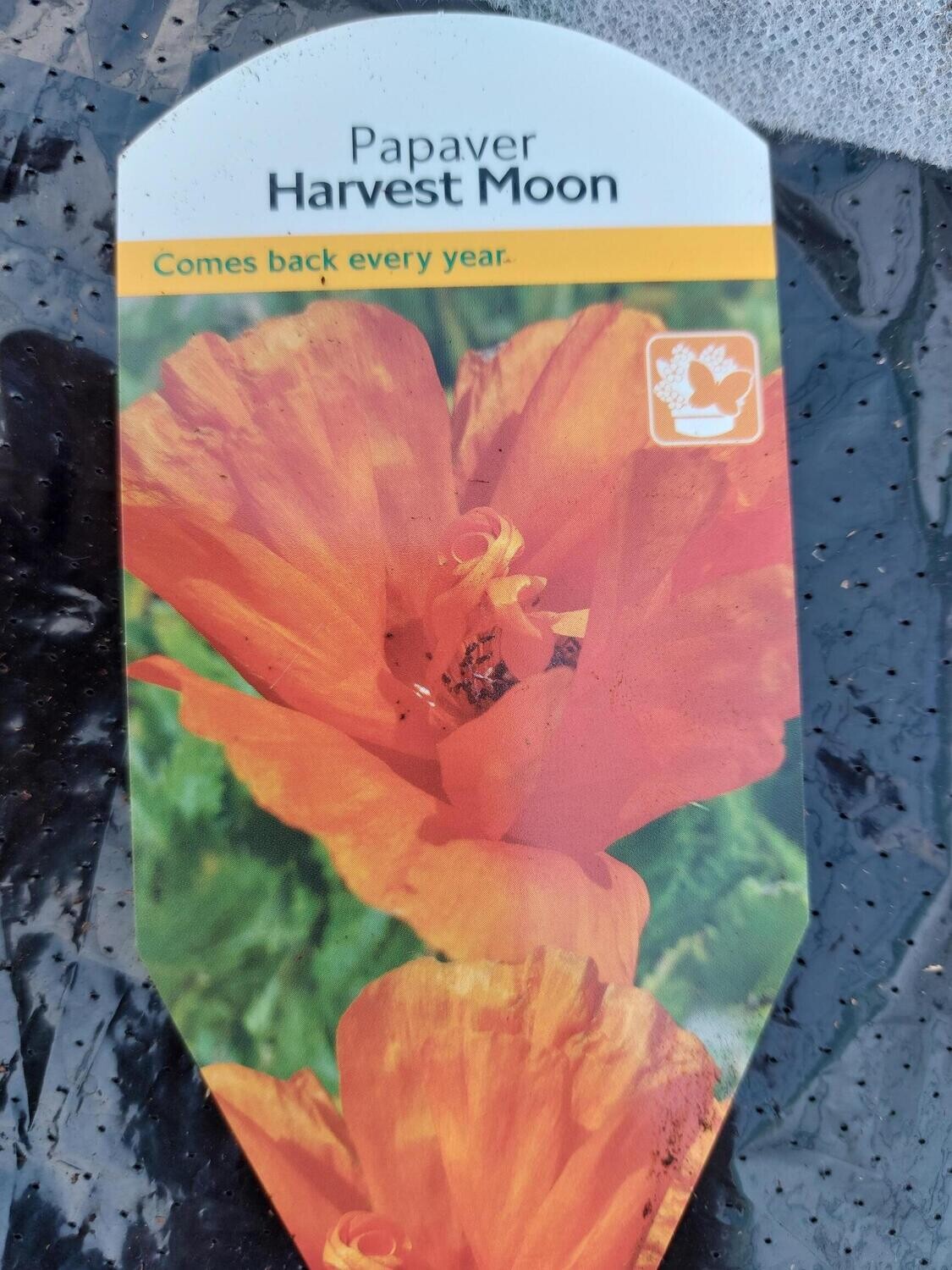 Papaver - Harvest Moon