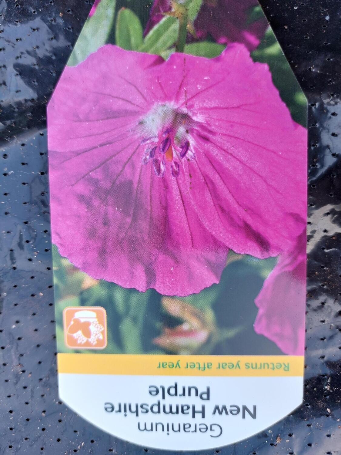 Geranium - New Hampshire Purple a carpet plant that flowers for months,winter hardy and lasts for years.
