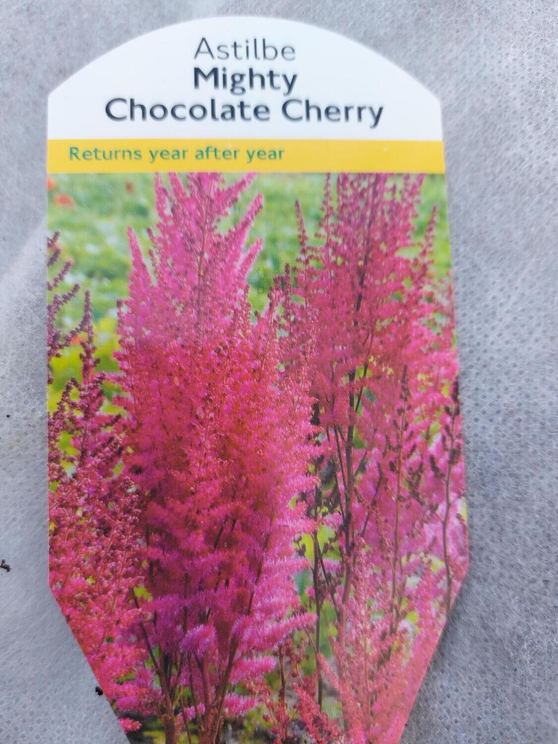 Astilbe Mighty Chocolate Cherry ( Will Be Pruned Back When Delivered) Red plume like flowers over colourful foliage. Flowers for months and lasts for years Don’t expect many flowers in its first year