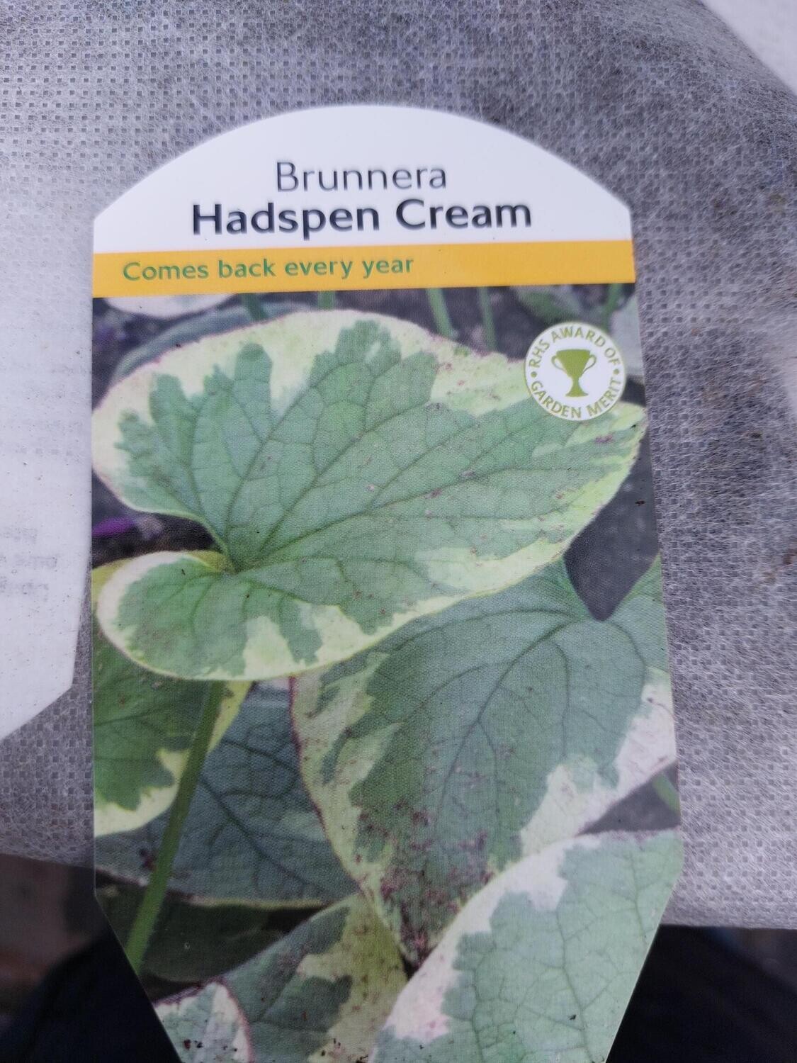 BRUNNERA - Hadspen Cream Gorgeous foliage and blue For-get -me-not like flowers. Winter hardy and lasts for years 