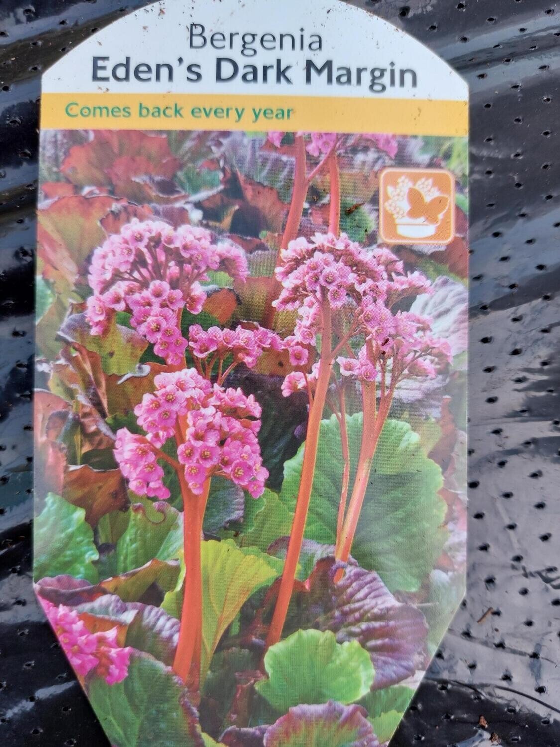 Bergenia _ Edens Dark Margin